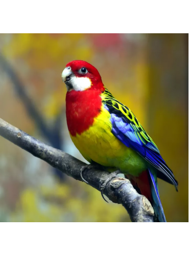 Eastern Rosella (Platycercus eximius)